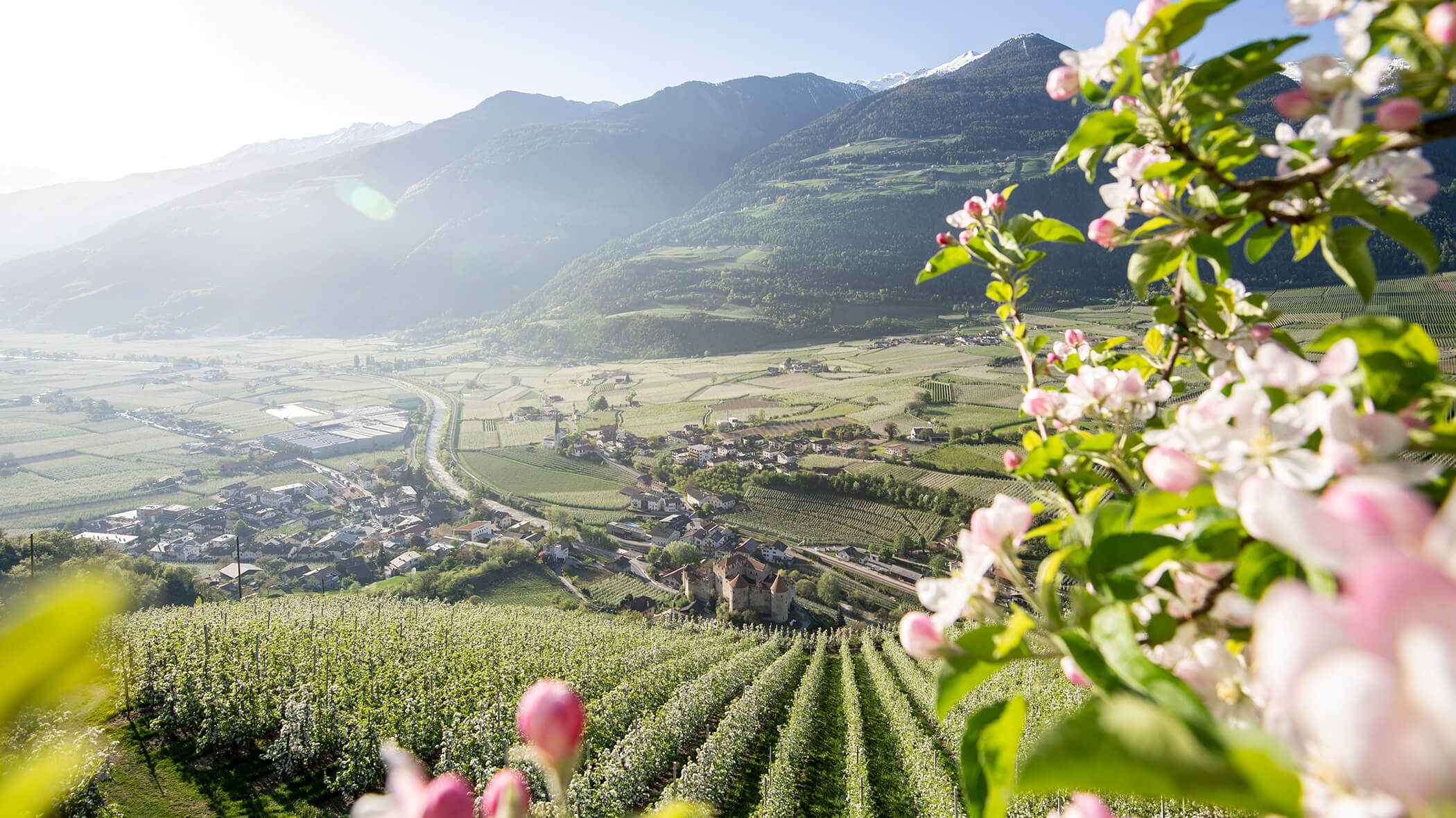 Apfelblüte im Vinschgau