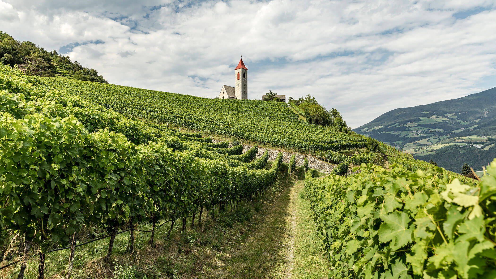 Weinbau im Eisacktal