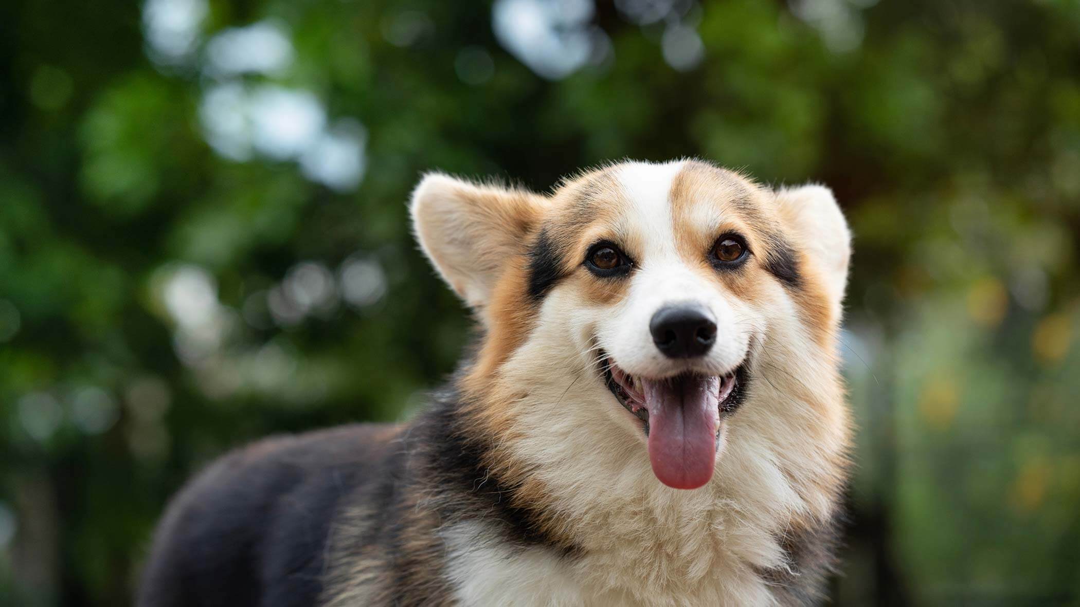 Hund in der Natur Hund in der Natur